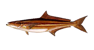 Cobia